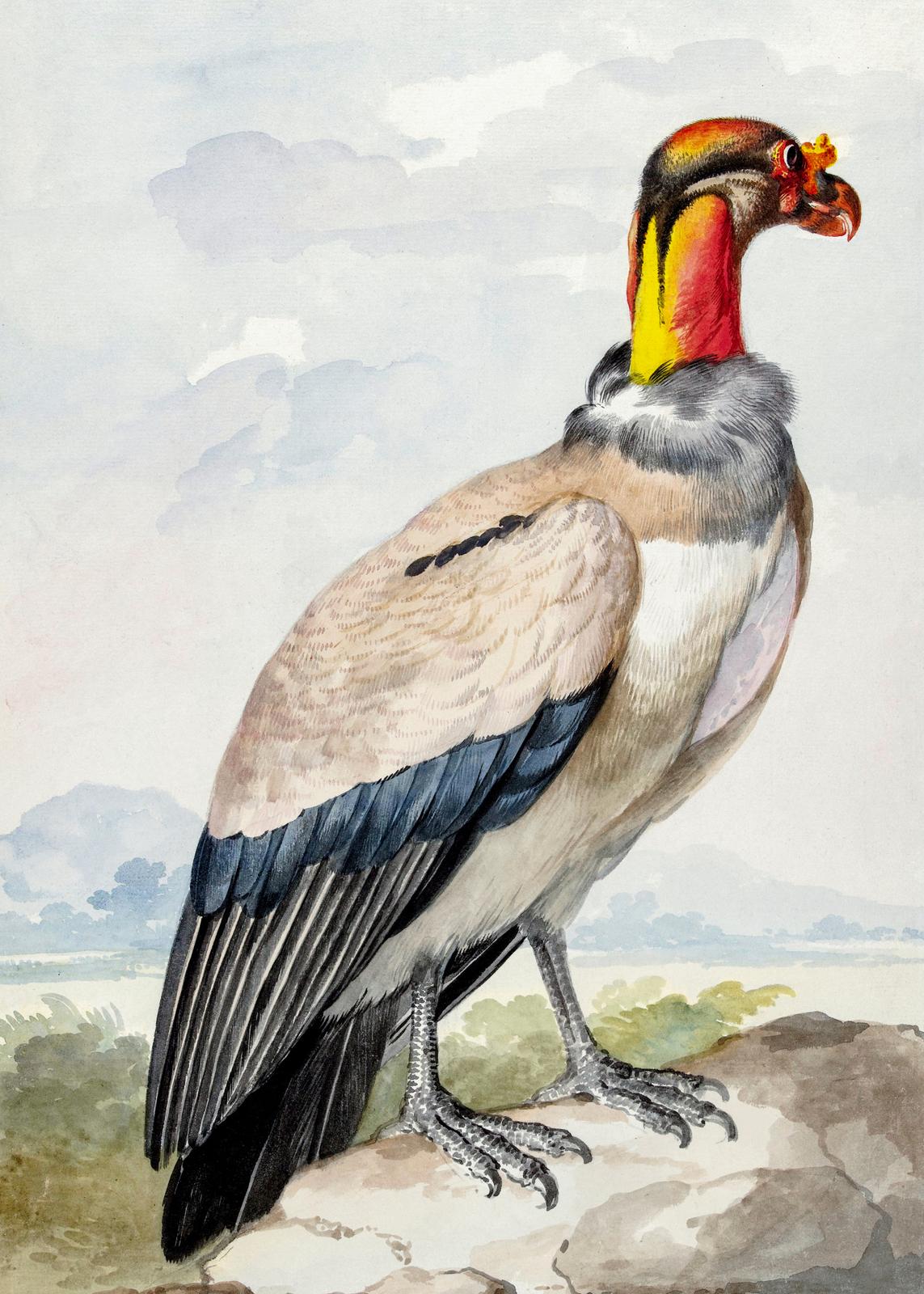 Plakat - Aert Schouman Sztuka Ptaków