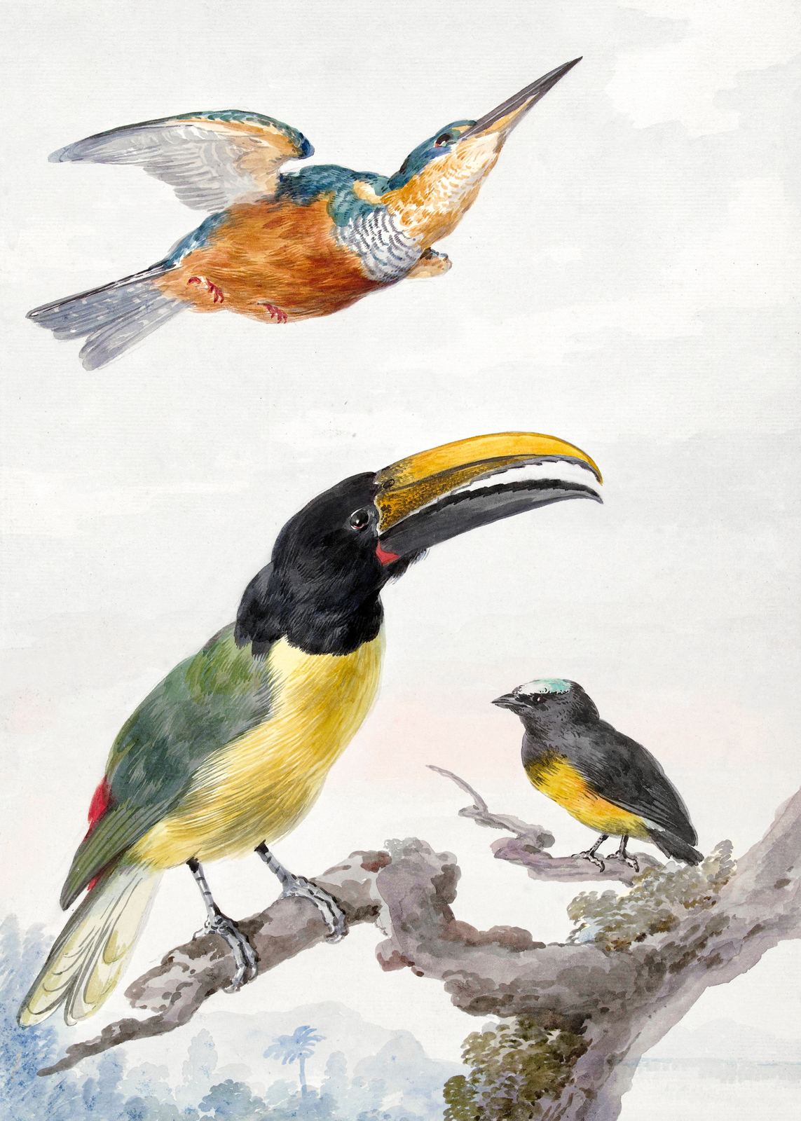 Plakat - Kolorowe Ptaki Sztuka