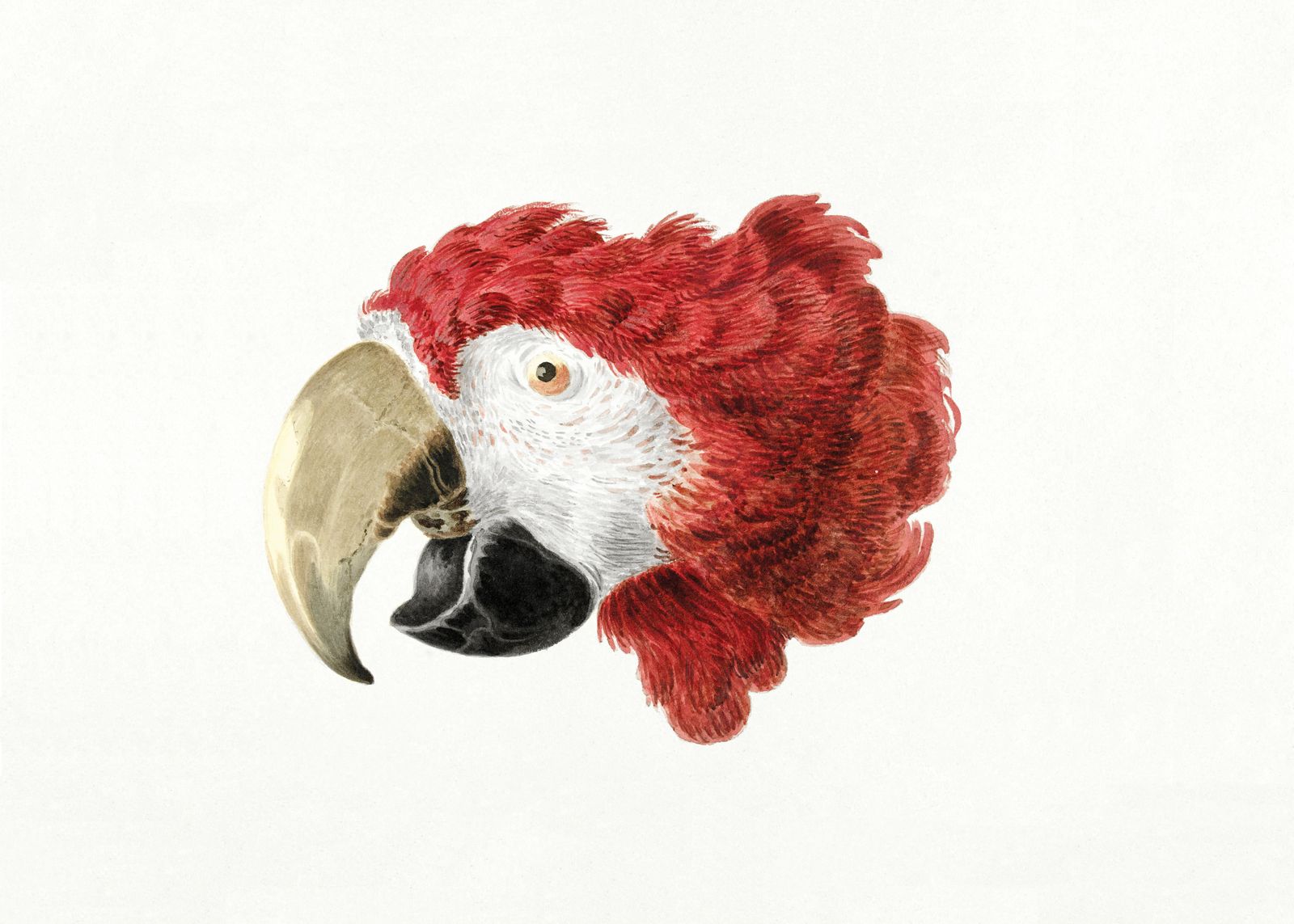 Plakat - Ilustracja Papugi